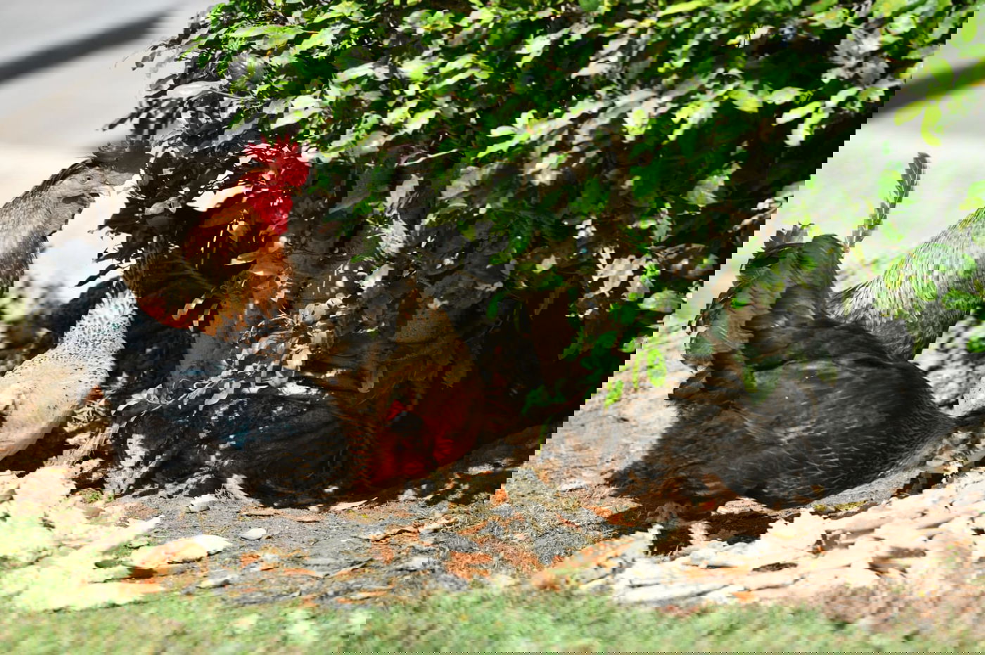 גלריה מרמת גן - בצל נגיף הקורונה • צפו