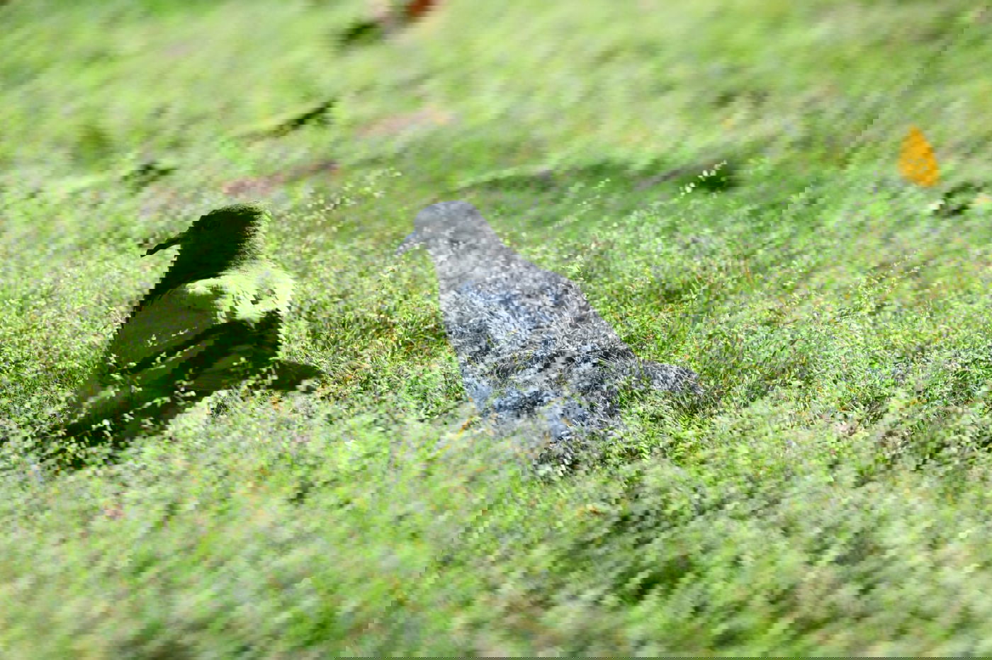 גלריה מרמת גן - בצל נגיף הקורונה • צפו
