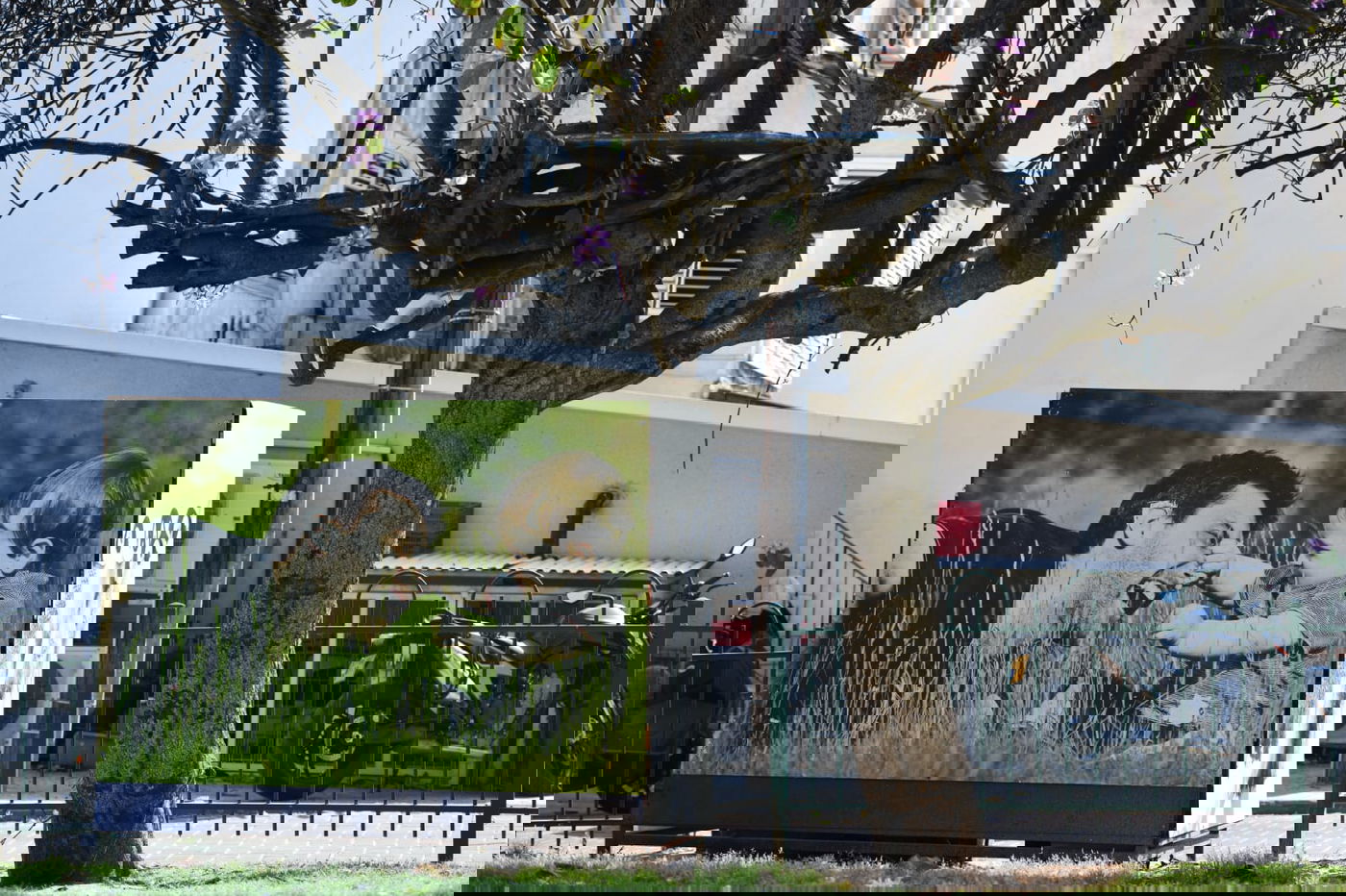 גלריה מרמת גן - בצל נגיף הקורונה • צפו