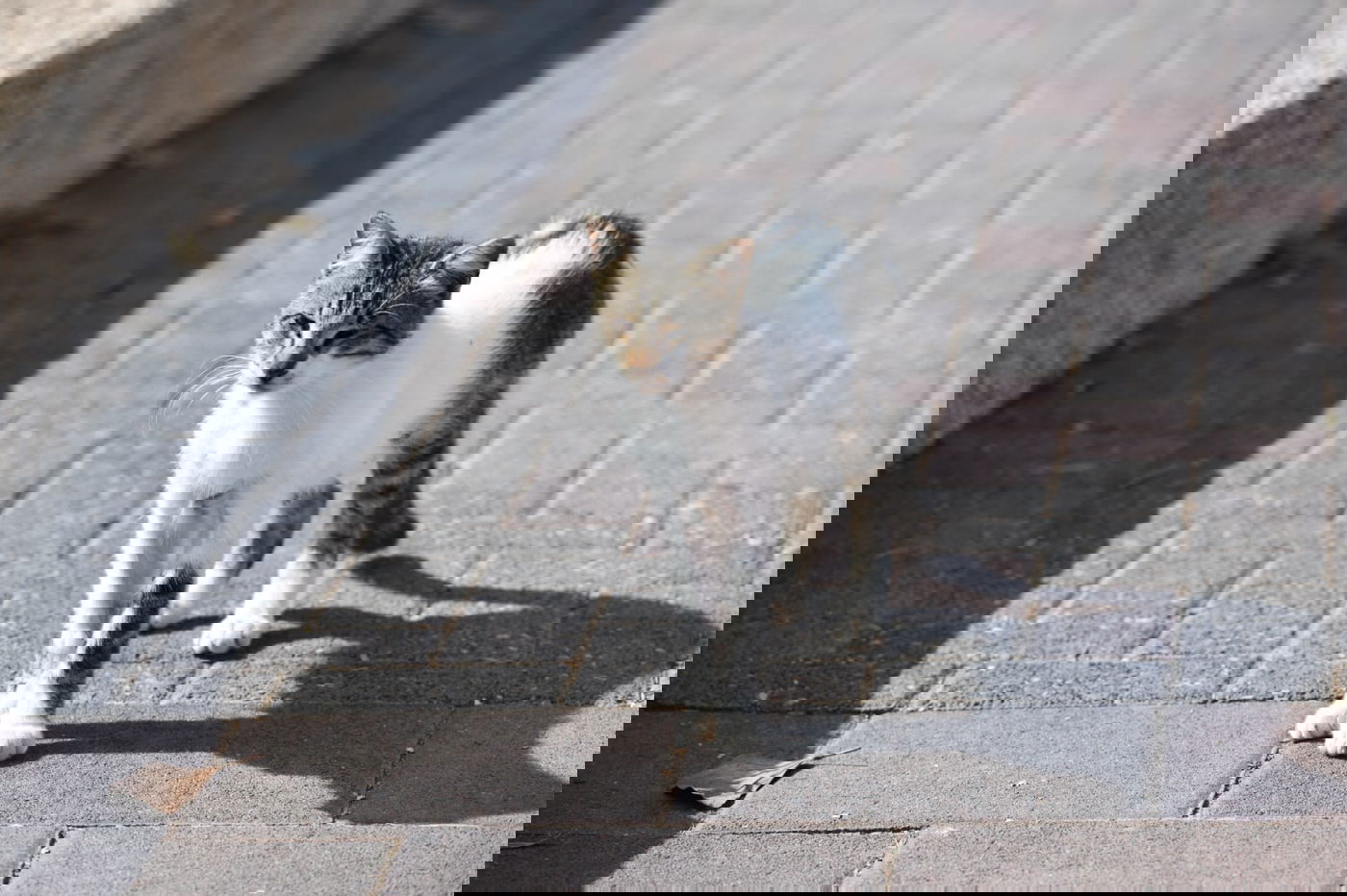 גלריה מרמת גן - בצל נגיף הקורונה • צפו