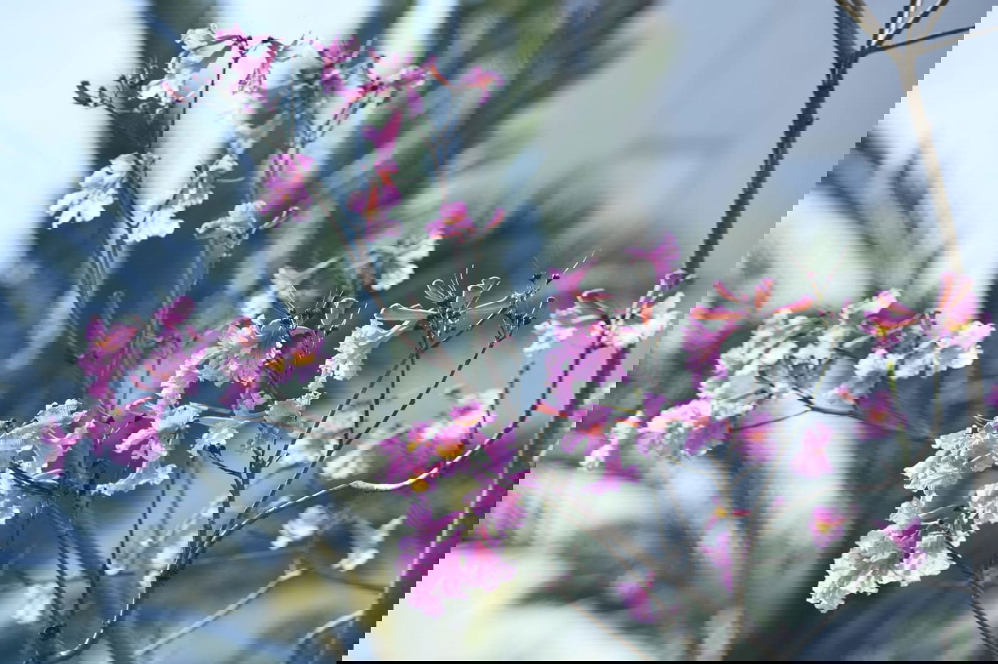 גלריה מרמת גן - בצל נגיף הקורונה • צפו