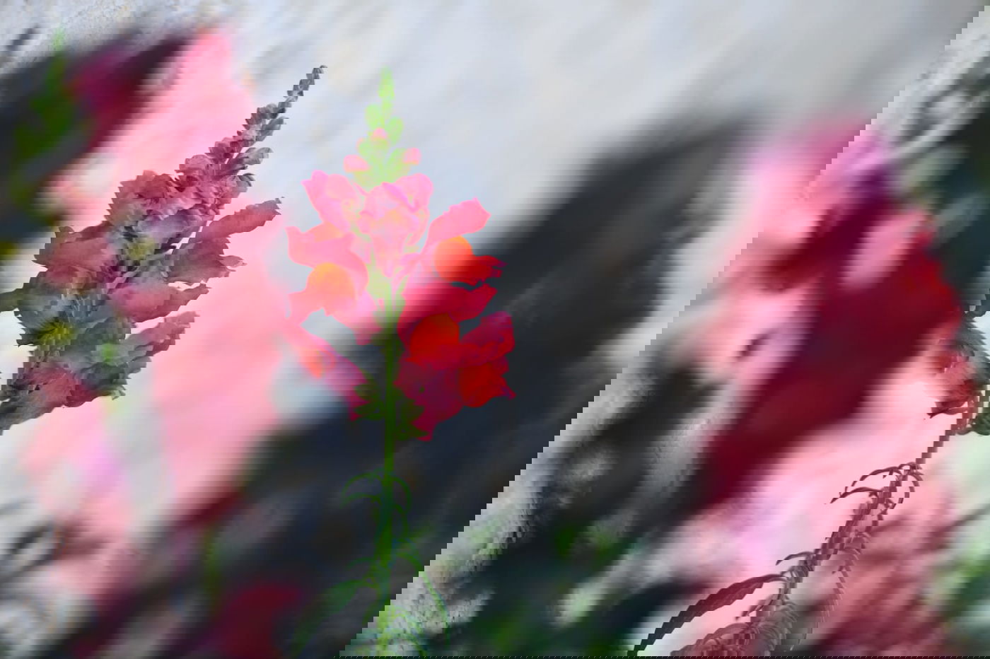 גלריה מרמת גן - בצל נגיף הקורונה • צפו