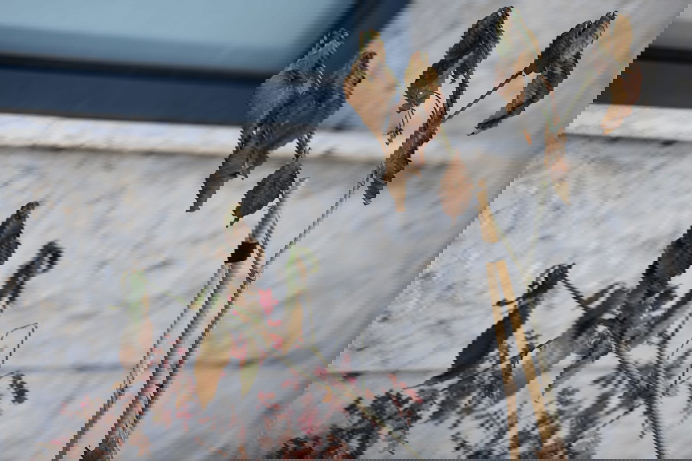 גלריה מרמת גן - בצל נגיף הקורונה • צפו