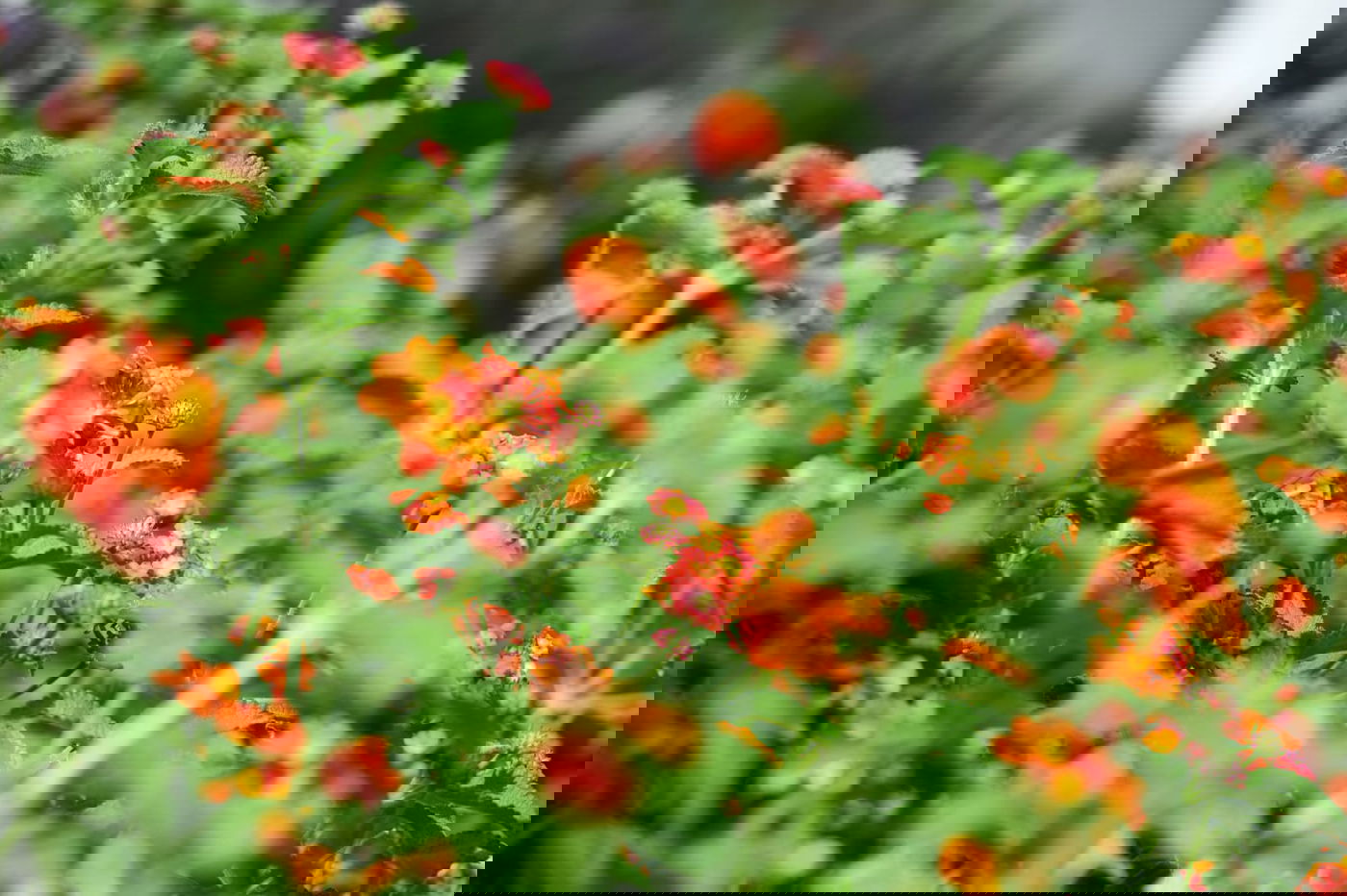 גלריה מרמת גן - בצל נגיף הקורונה • צפו