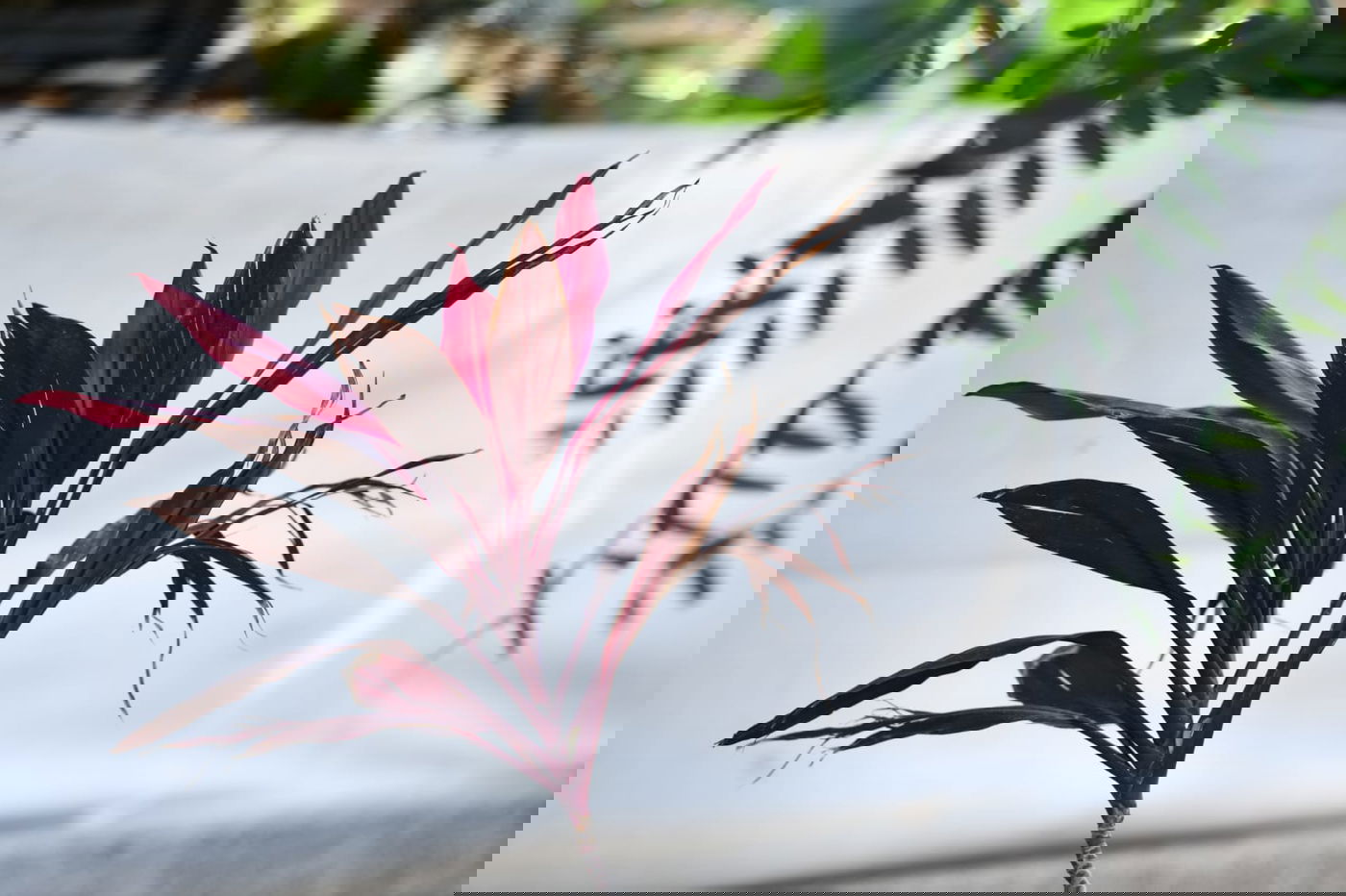 גלריה מרמת גן - בצל נגיף הקורונה • צפו