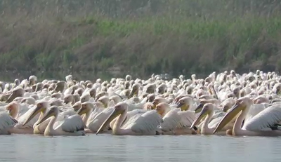 קורונה? בשביל השקנאים - השמיים פתוחים
