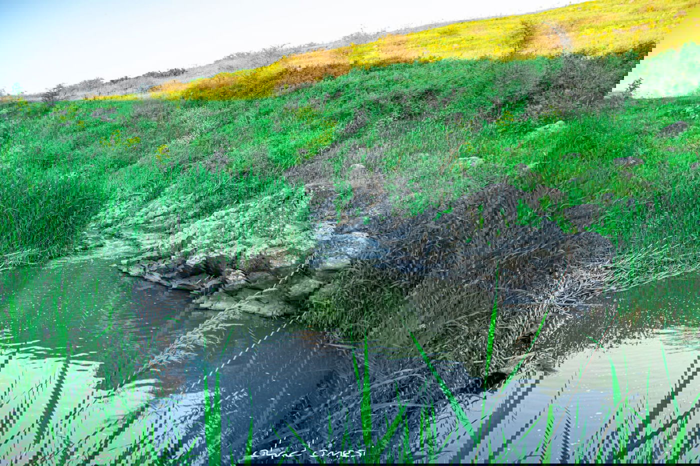 מתגעגעים לטיול חג? תיעוד מרהיב מהצפון