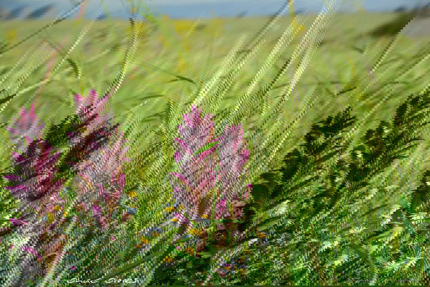 מתגעגעים לטיול חג? תיעוד מרהיב מהצפון