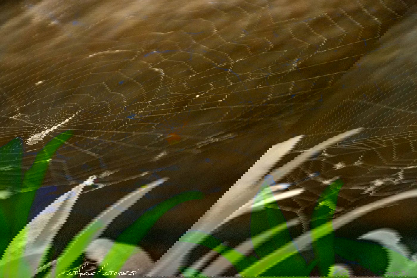 טיול בין הזמנים? תיעוד משמורת נחל יהודיה