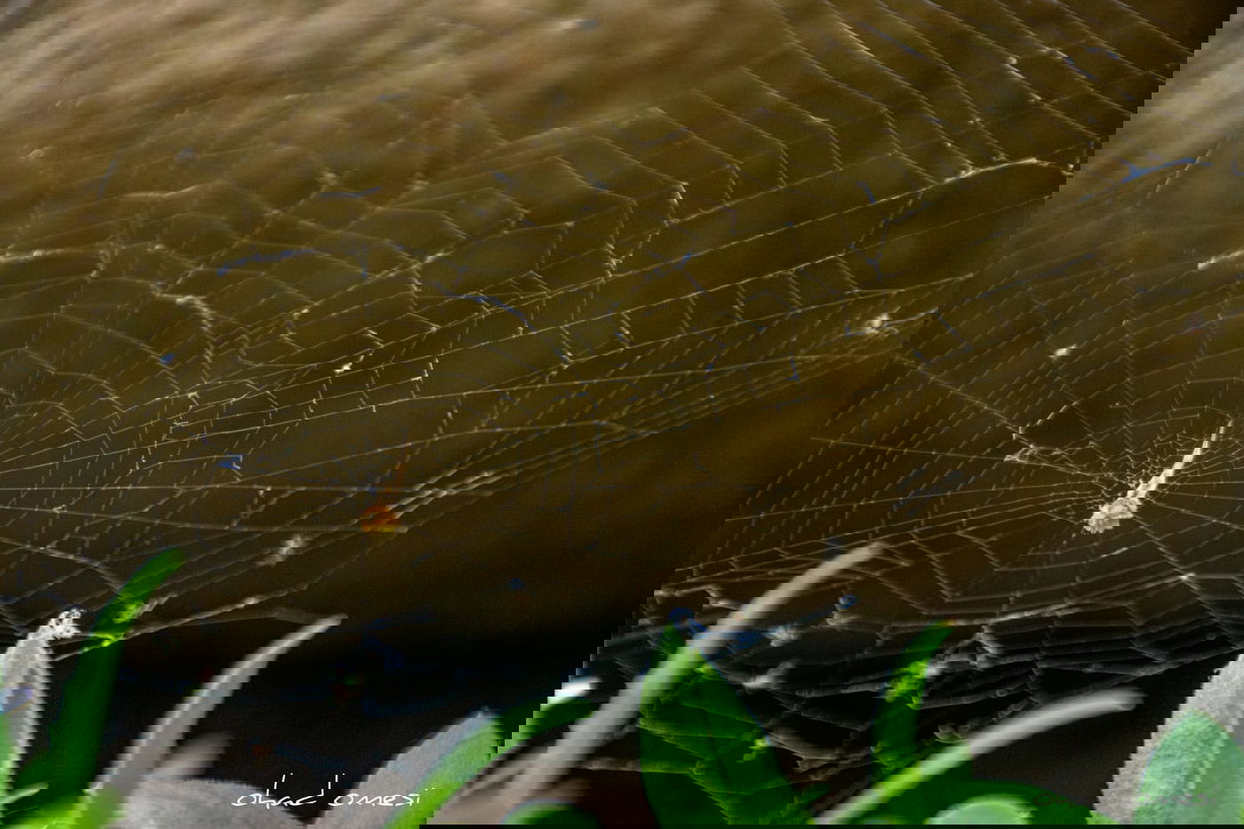 טיול בין הזמנים? תיעוד משמורת נחל יהודיה