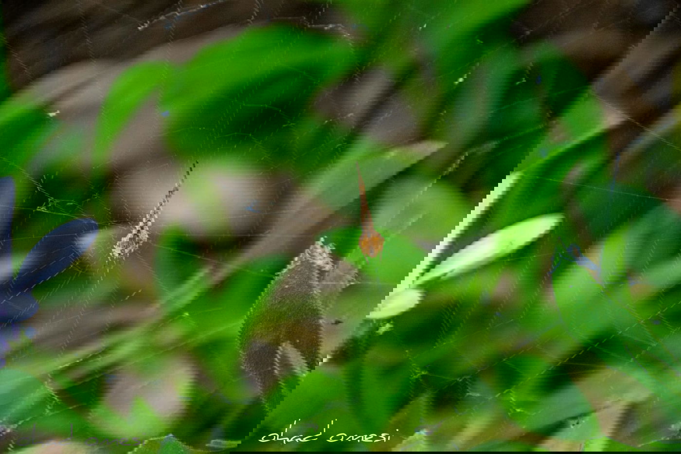 טיול בין הזמנים? תיעוד משמורת נחל יהודיה