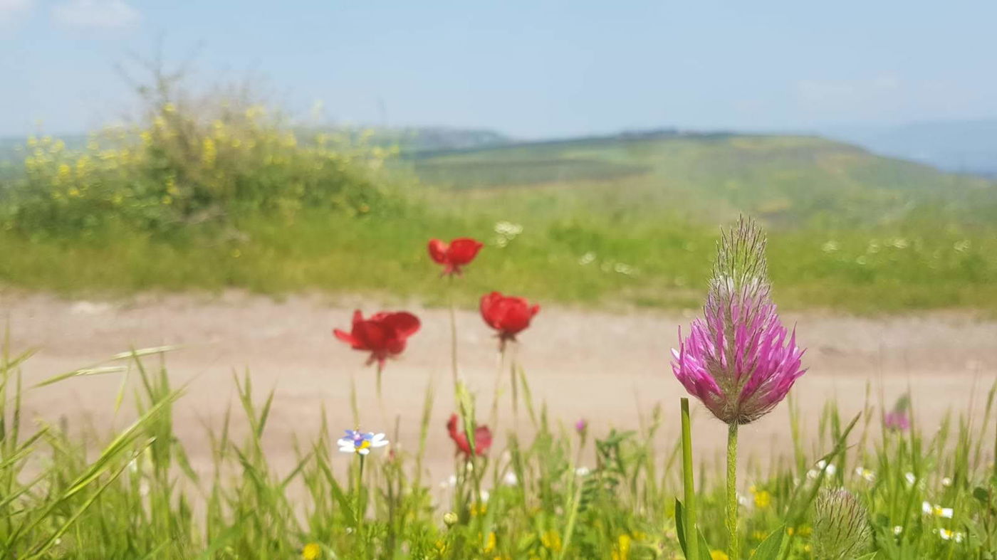 גלריה מרהיבה וצבעונית מהצפון האביבי