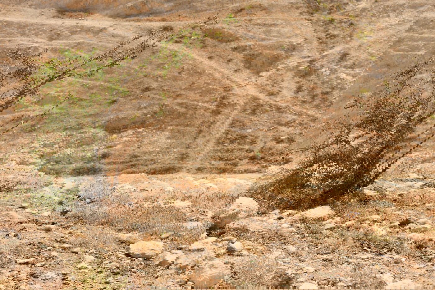 בבידוד ורוצים לטייל? צפו בתיעוד מ'עין קלט'