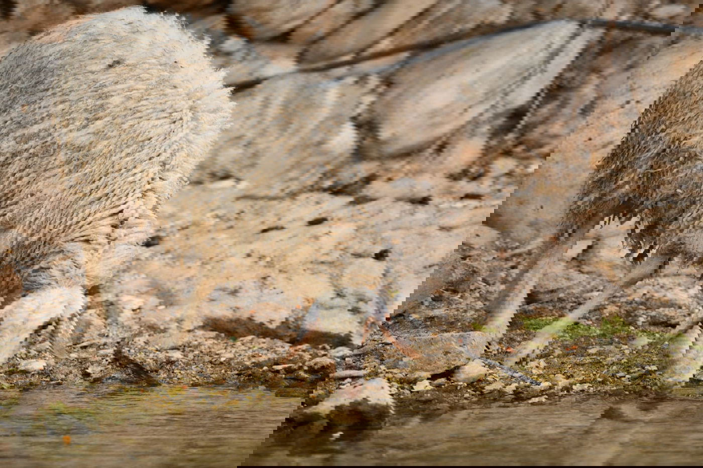 בבידוד ורוצים לטייל? צפו בתיעוד מ'עין קלט'