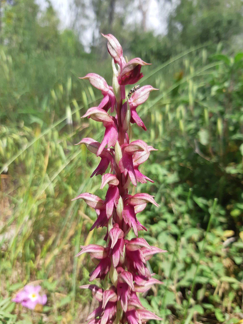 צפו: מצילים את 'סחלב קדוש' מהטרקטורים