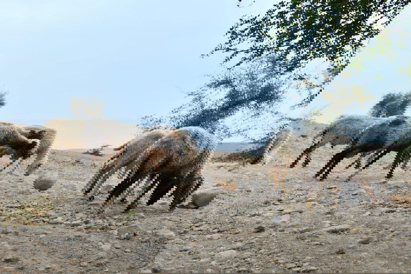 "איזו זרימה": צפו במפלי העוג'ה במבואות יריחו