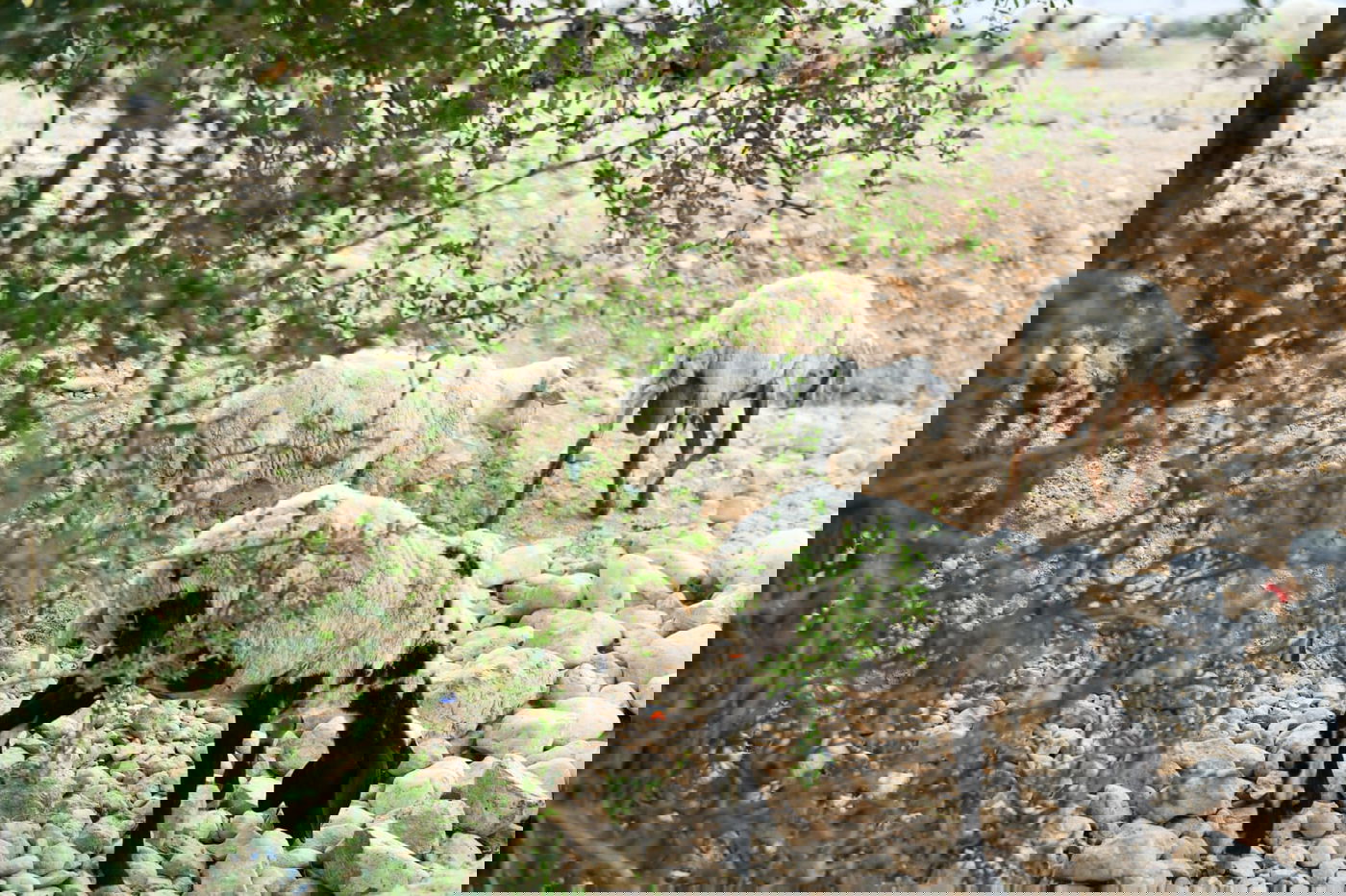 "איזו זרימה": צפו במפלי העוג'ה במבואות יריחו