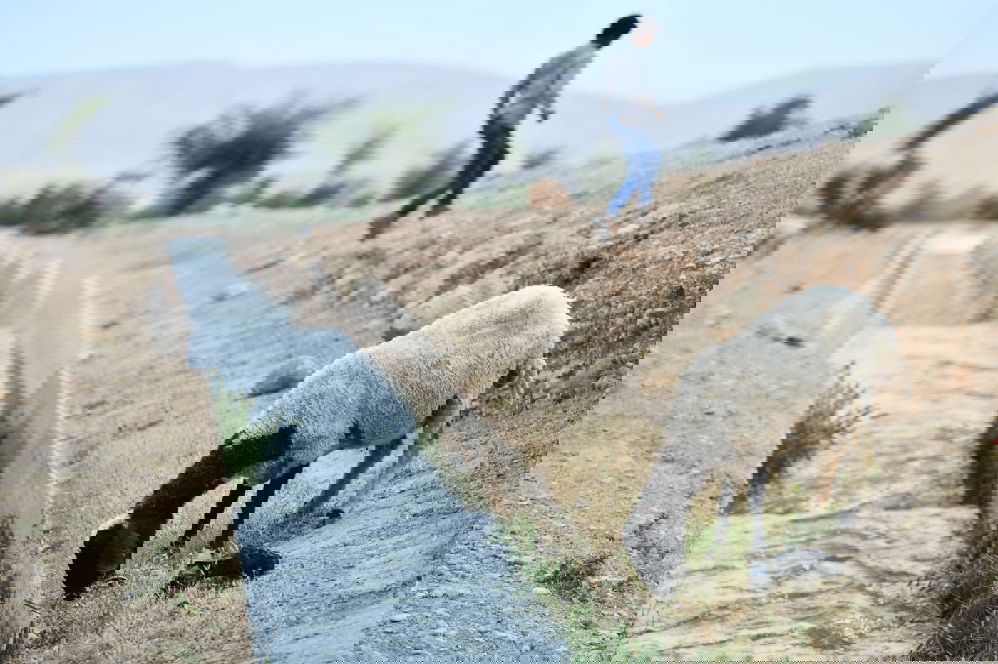 "איזו זרימה": צפו במפלי העוג'ה במבואות יריחו