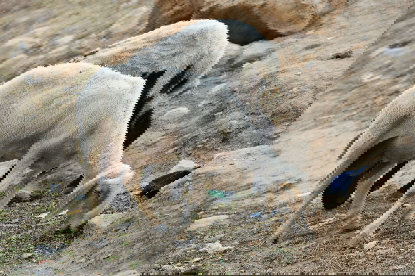 "איזו זרימה": צפו במפלי העוג'ה במבואות יריחו