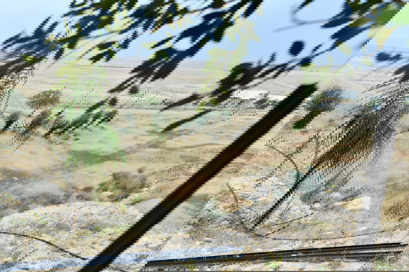 "איזו זרימה": צפו במפלי העוג'ה במבואות יריחו