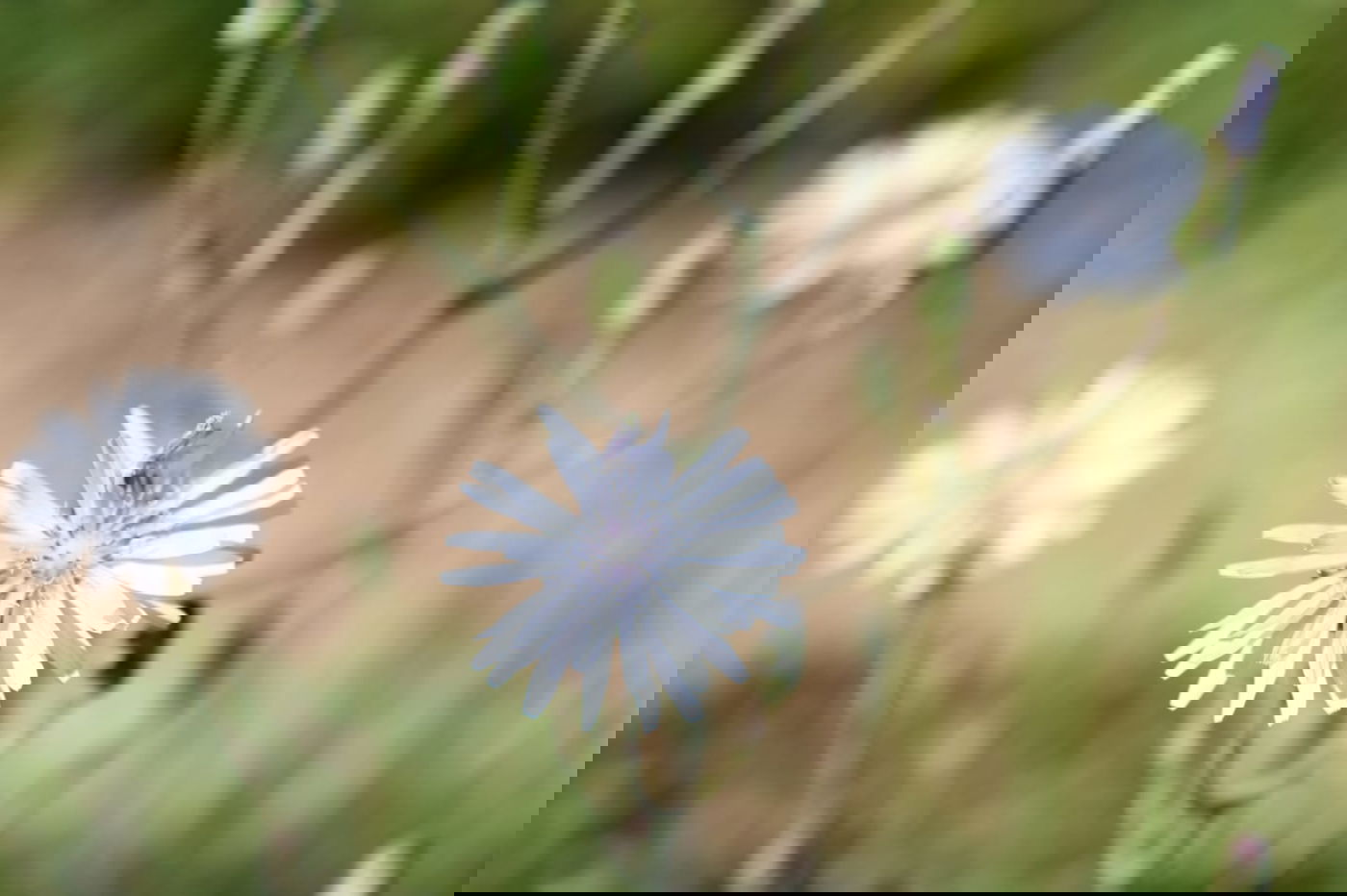 תיעוד מרהיב: פריחת האביב בהרי ירושלים