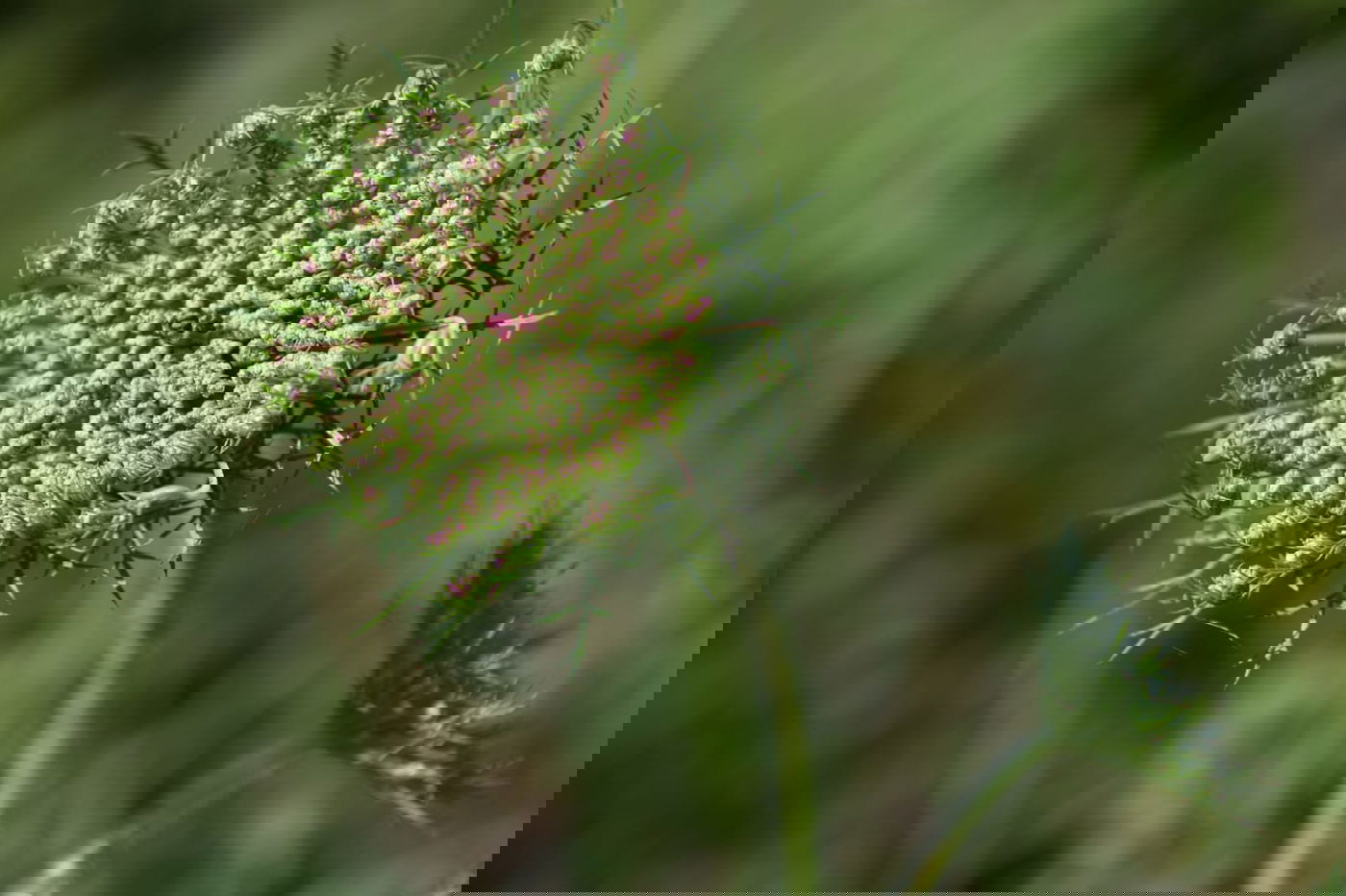 תיעוד מרהיב: פריחת האביב בהרי ירושלים