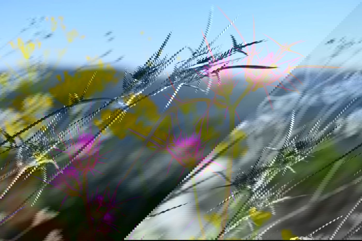 תיעוד מרהיב: פריחת האביב בהרי ירושלים