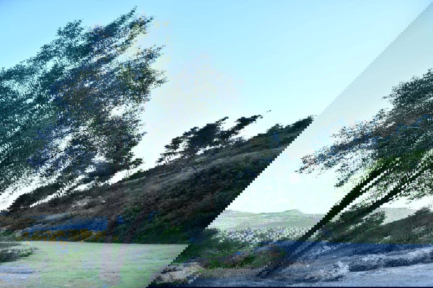 תיעוד מרהיב: פריחת האביב בהרי ירושלים