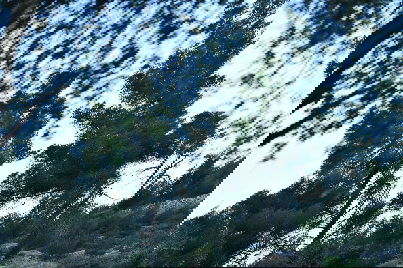 תיעוד מרהיב: פריחת האביב בהרי ירושלים