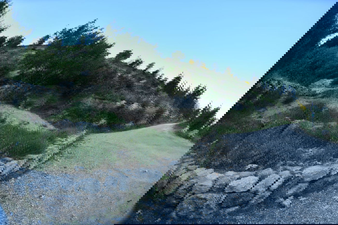 תיעוד מרהיב: פריחת האביב בהרי ירושלים