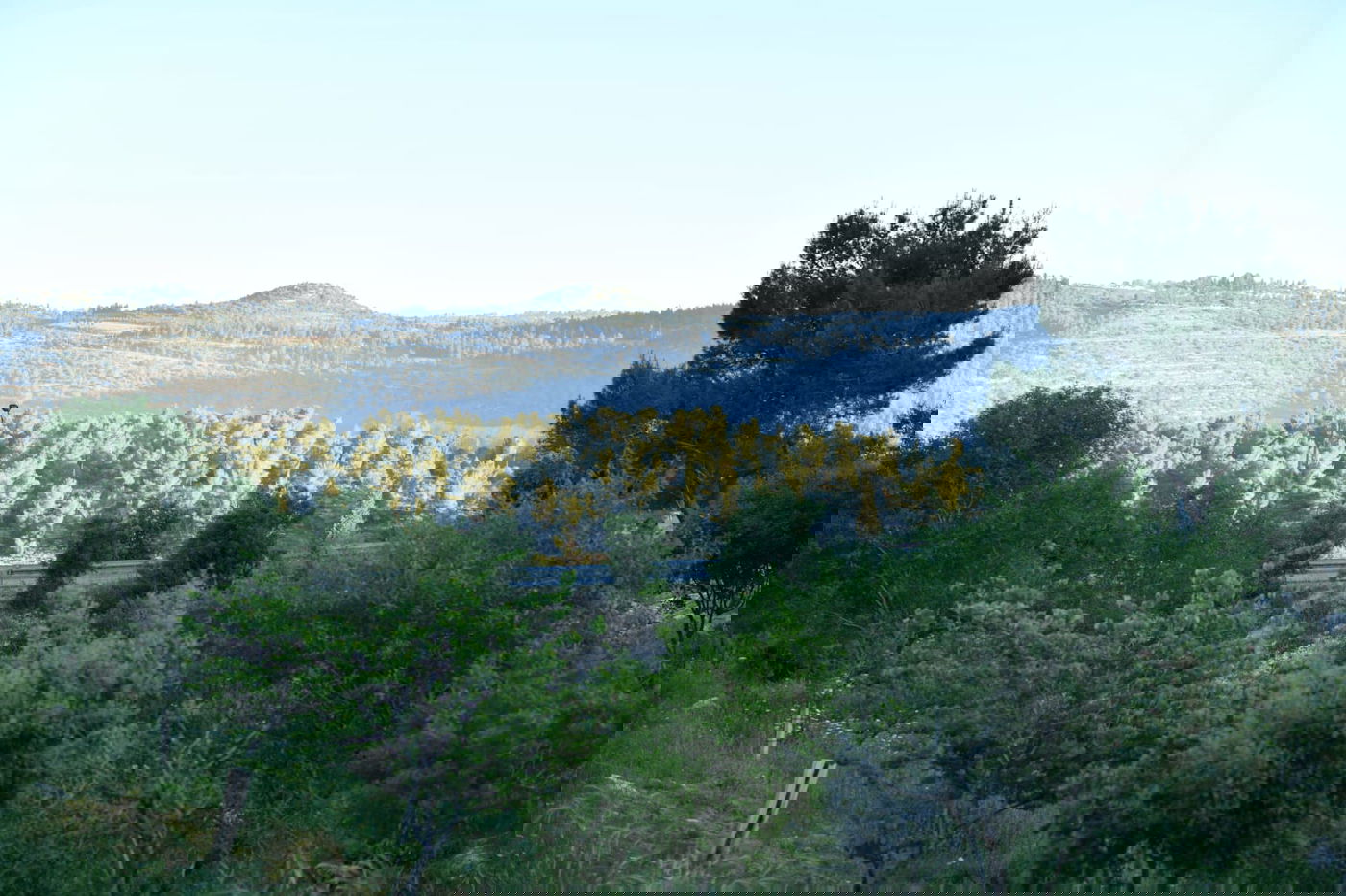 תיעוד מרהיב: פריחת האביב בהרי ירושלים