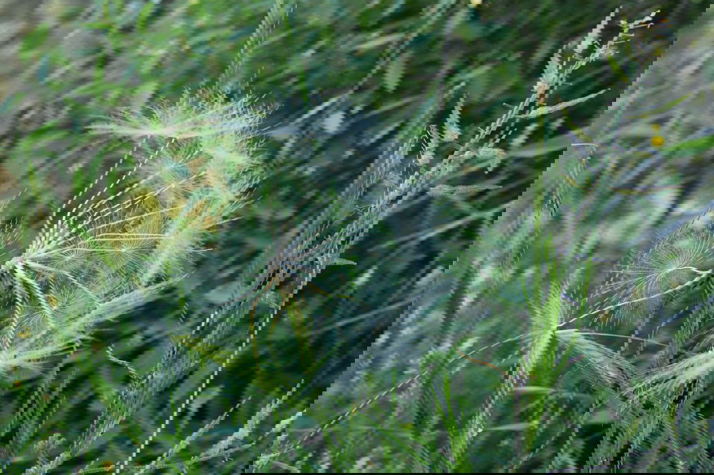 תיעוד מרהיב: פריחת האביב בהרי ירושלים