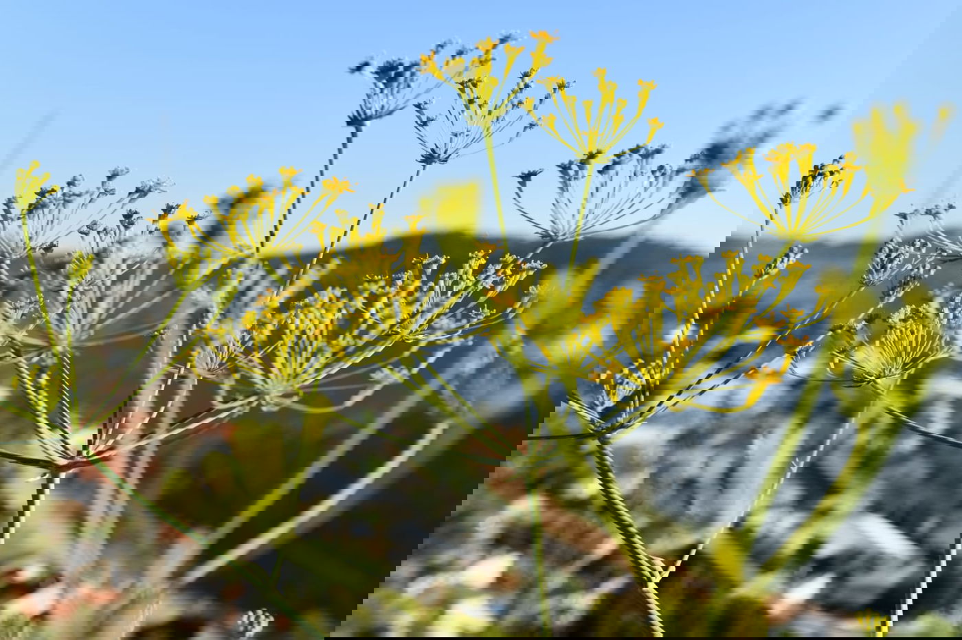 תיעוד מרהיב: פריחת האביב בהרי ירושלים