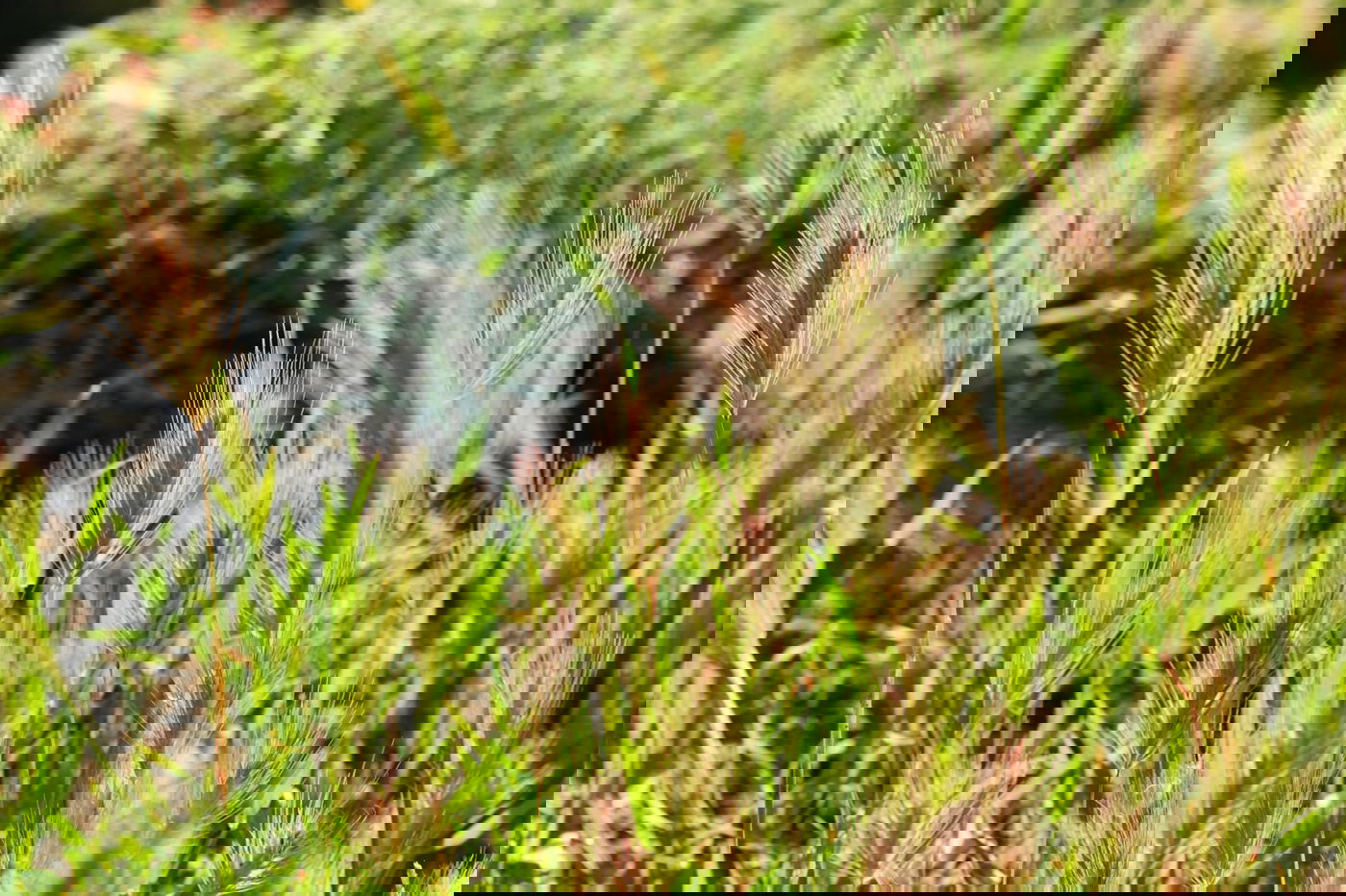 תיעוד מרהיב: פריחת האביב בהרי ירושלים