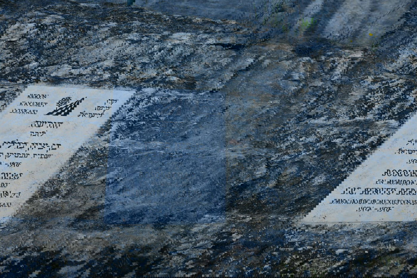 תיעוד מרהיב: פריחת האביב בהרי ירושלים