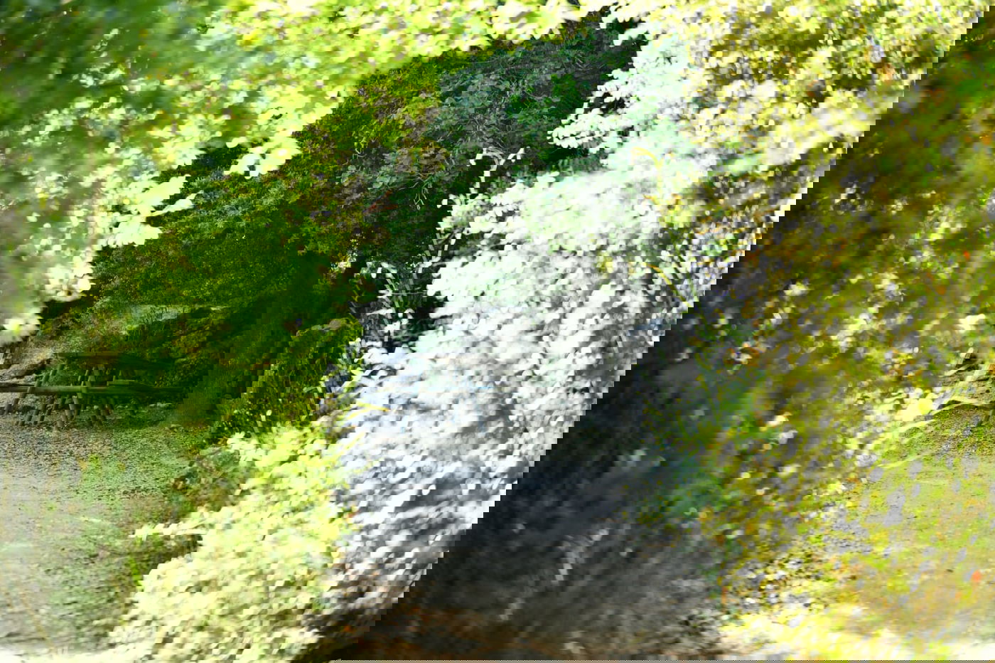 תיעוד מרהיב: פריחת האביב בהרי ירושלים