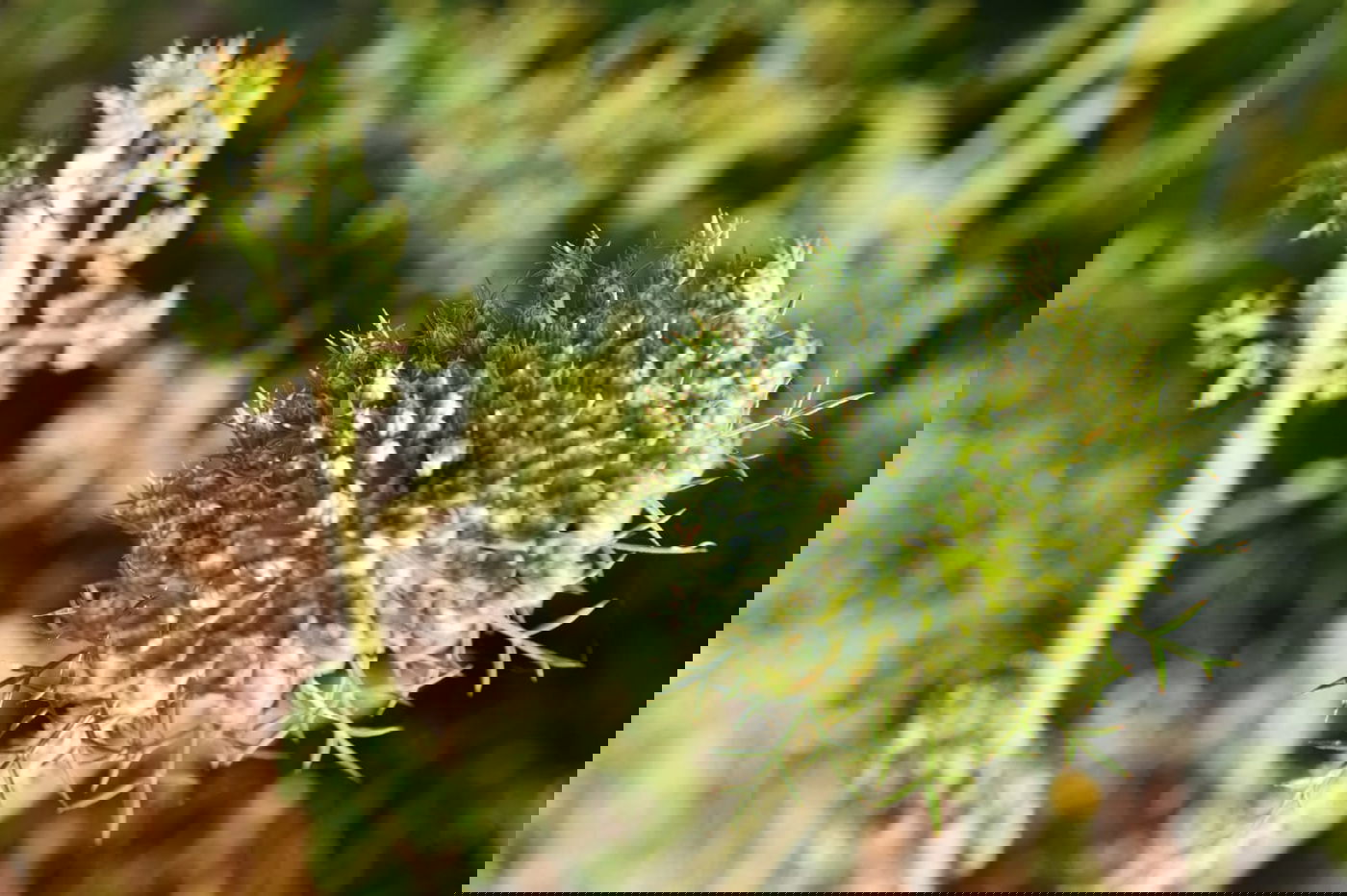 תיעוד מרהיב: פריחת האביב בהרי ירושלים