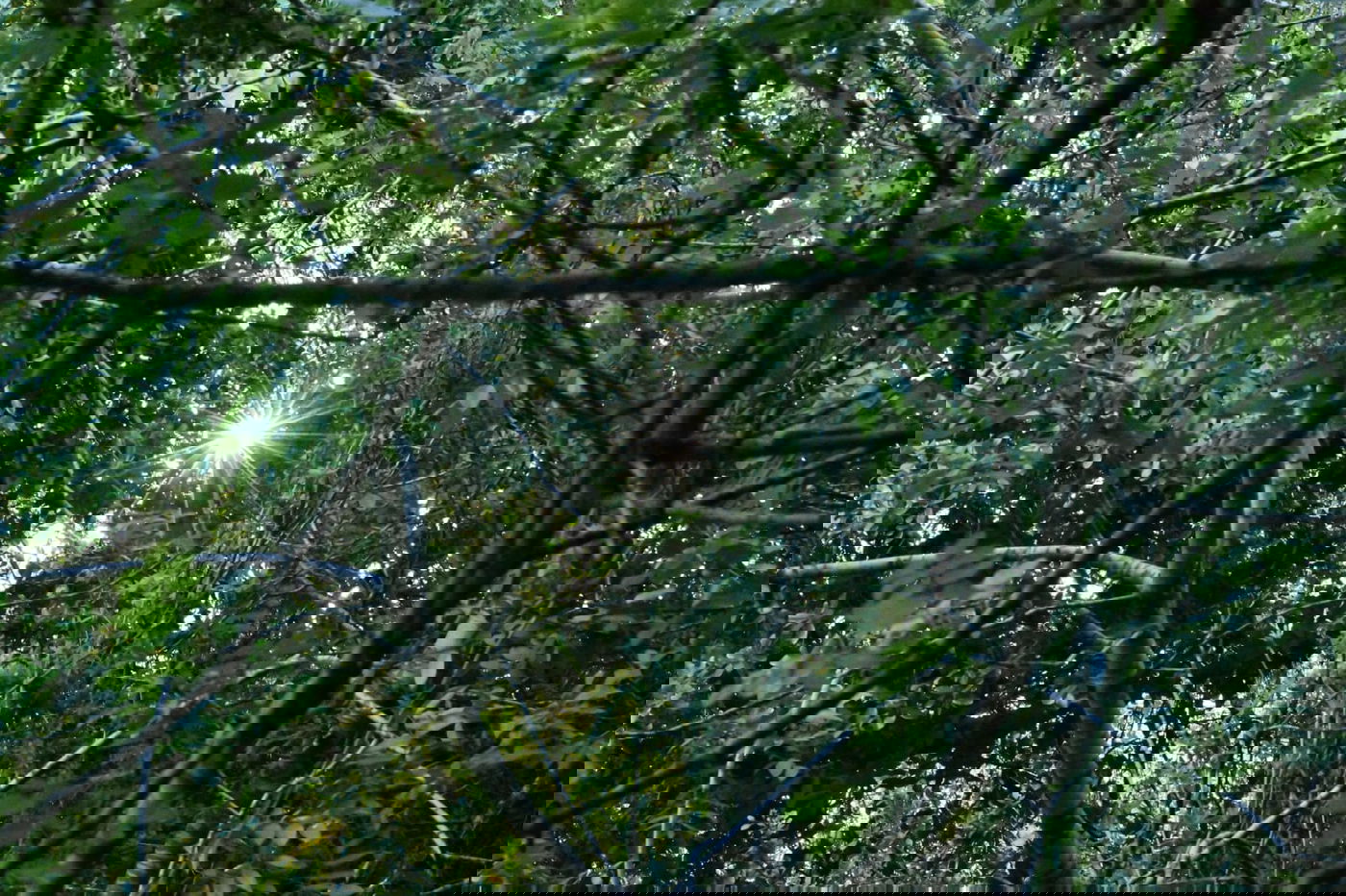 תיעוד מרהיב: פריחת האביב בהרי ירושלים