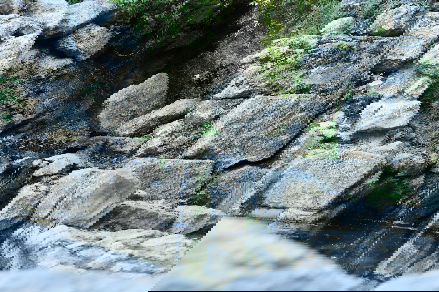 תיעוד מרהיב: פריחת האביב בהרי ירושלים