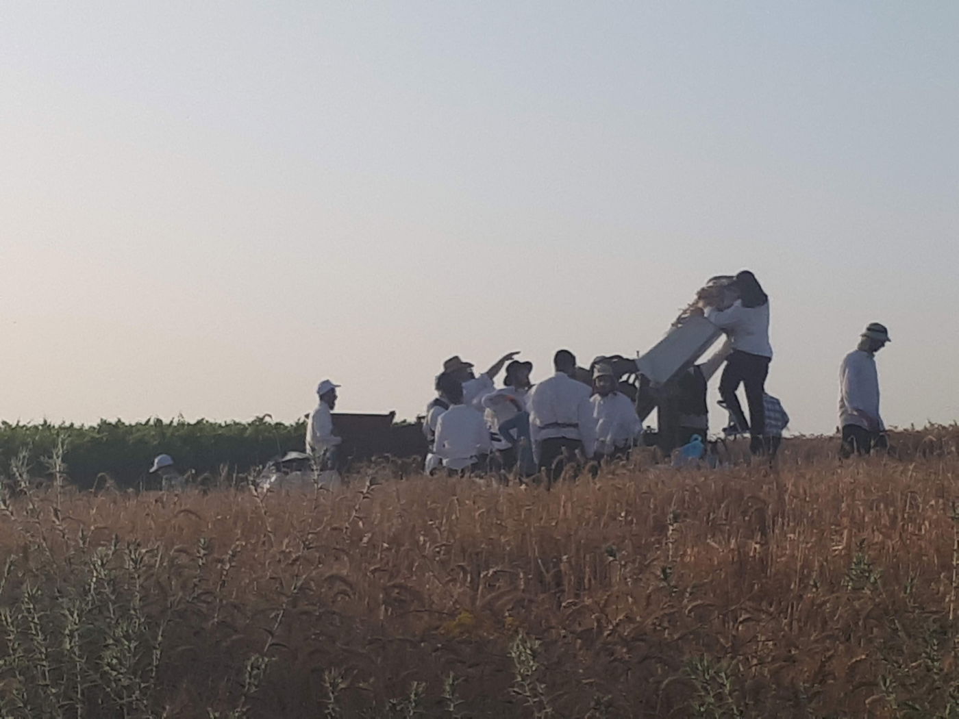 קציר חיטים בהידור - עם 'מסכות' • תיעוד