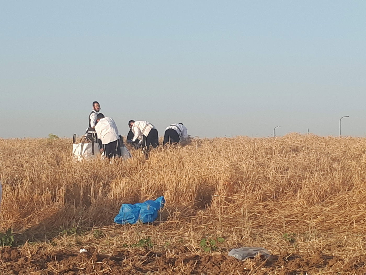 קציר חיטים בהידור - עם 'מסכות' • תיעוד