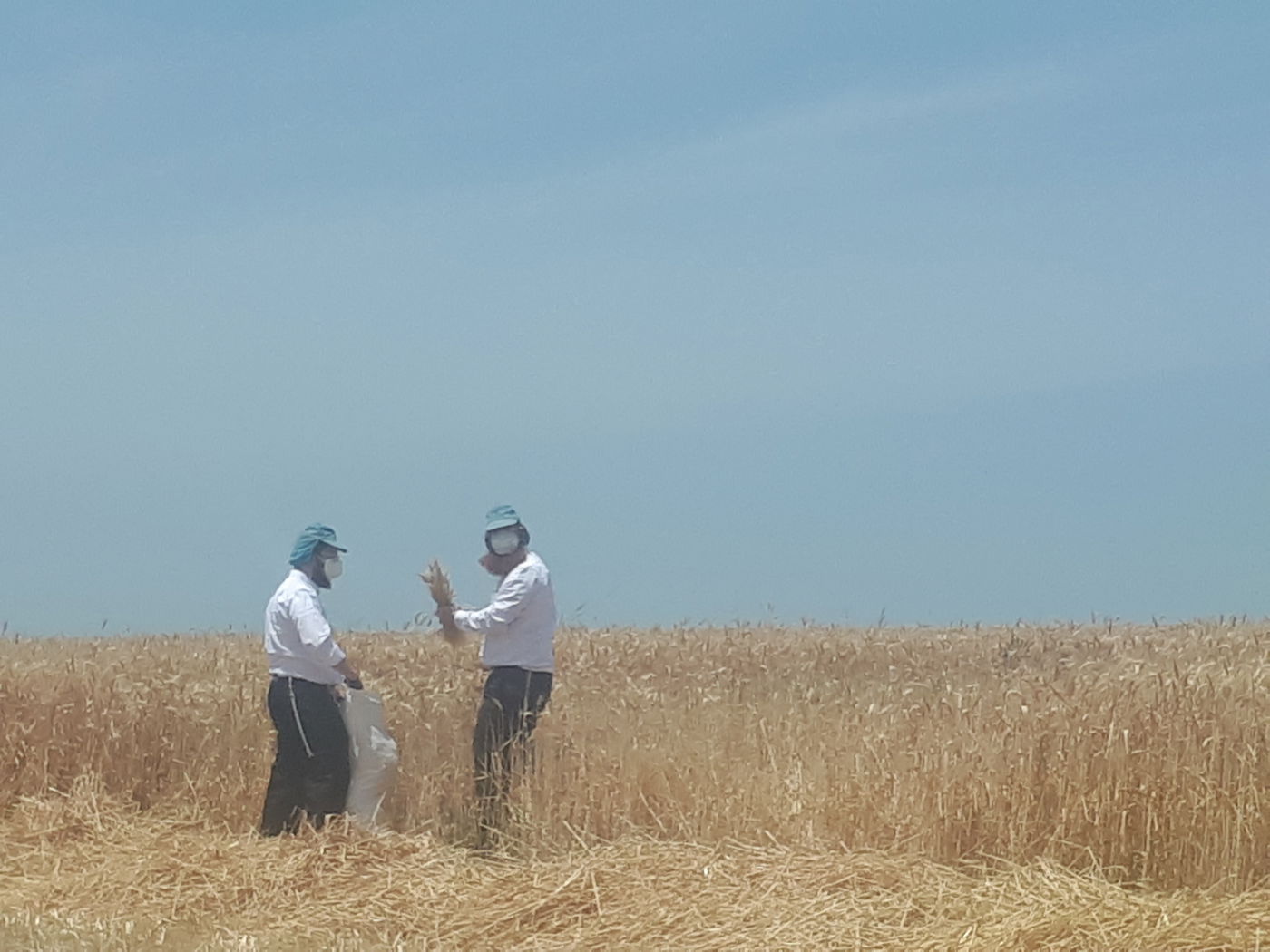 קציר חיטים בהידור - עם 'מסכות' • תיעוד