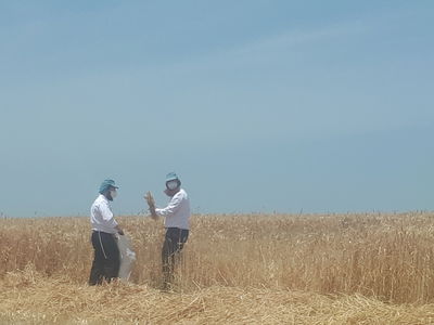 קציר חיטים בהידור - עם 'מסכות' • תיעוד