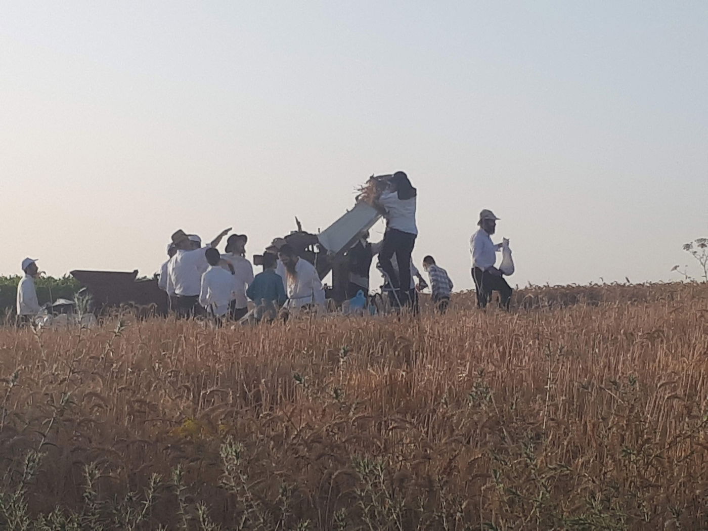 קציר חיטים בהידור - עם 'מסכות' • תיעוד