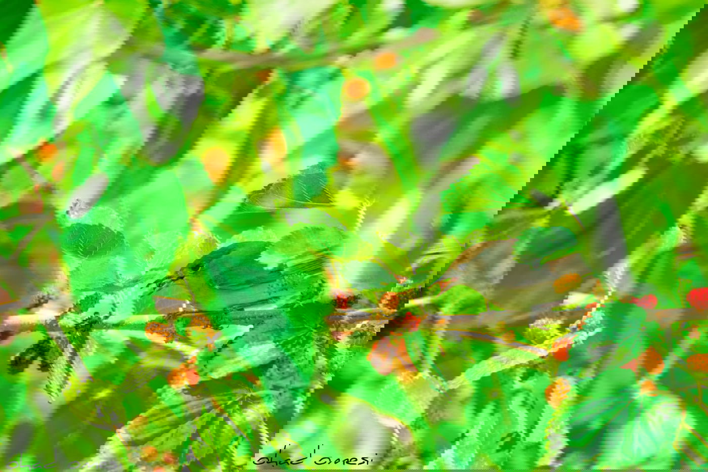 חובבי ציפורים? גלריה מרהיבה מקצרין