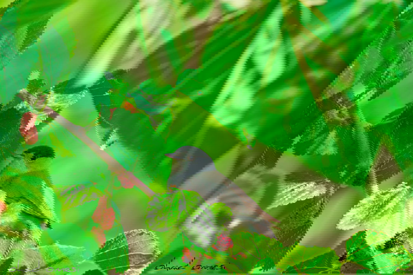 חובבי ציפורים? גלריה מרהיבה מקצרין