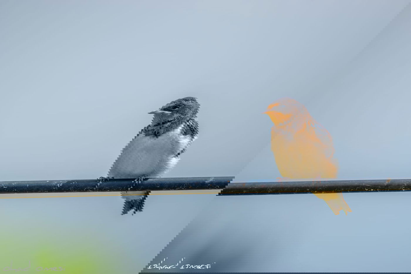 חובבי ציפורים? גלריה מרהיבה מקצרין