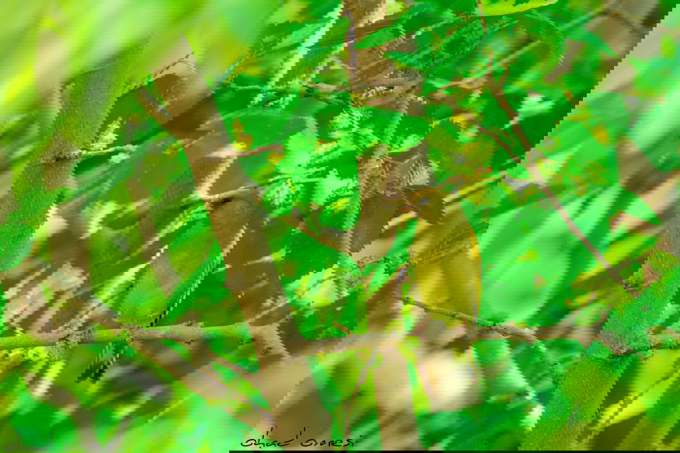 חובבי ציפורים? גלריה מרהיבה מקצרין