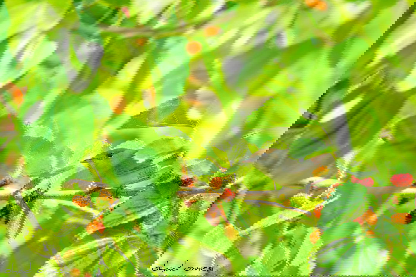 חובבי ציפורים? גלריה מרהיבה מקצרין