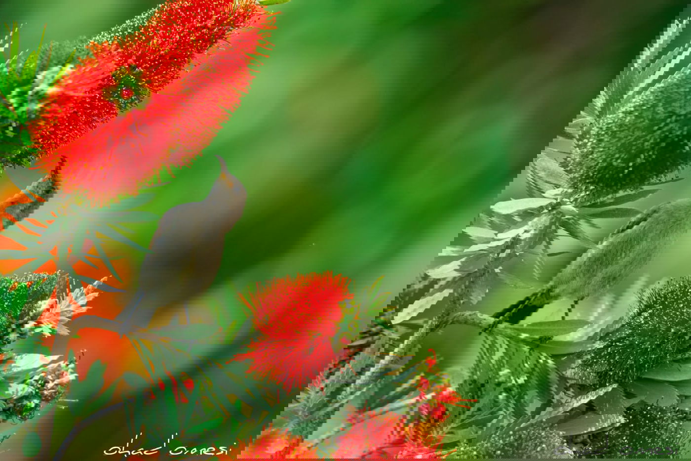 חובבי ציפורים? גלריה מרהיבה מקצרין